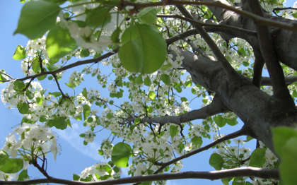 Tree Pruning