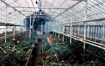 Greenhouse